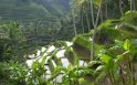Risaie a Bali