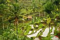 Risaie a Bali2