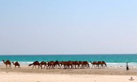 Taqah Cammelli spiaggia Elaborata